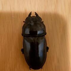 国産オオクワガタ メス ♀ 1匹