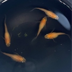 紅天女　可愛い半ダルマ若魚個体　3匹トリオ販売