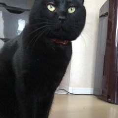 ◯超絶甘えん坊◯丸顔の黒猫男の子☆3歳