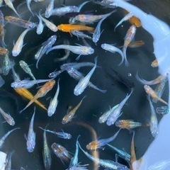 MIXメダカ1匹50円！の画像