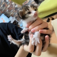 子猫　黒② 4匹　生後1〜2週間