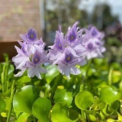 ホテイソウ、ホテイ草3個セット