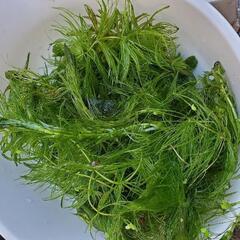 水草(マツモ)アマゾンフロッグピット