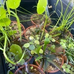 水草　1鉢　200円　ビオトープやメダカ飼育に！