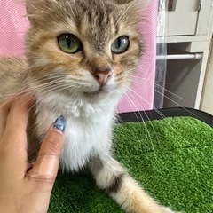 ノルウェージャンのポルテさん♡