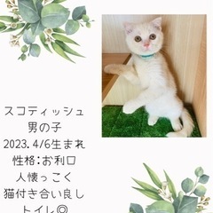 スコティッシュの白ちゃん
