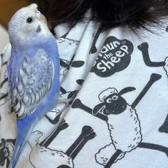 セキセイインコ中雛