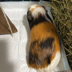モルモット♂♀の里親募集 - 新潟市