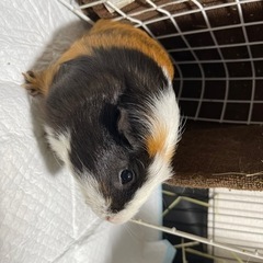 モルモット♂♀の里親募集