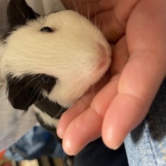 モルモット♂♀の里親募集 − 新潟県