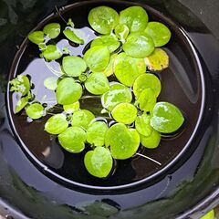 メダカ、金魚に水草いかがでしょうか。