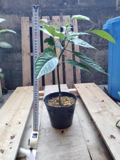イランイラン　苗木　苗　発蕾中　観葉植物　レア植物