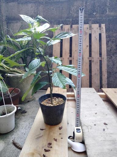イランイラン発蕾中　苗　苗木　観葉植物　レア植物