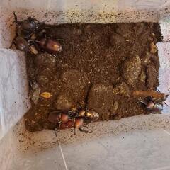 カブトムシ　メダカ　無料であげます🎵