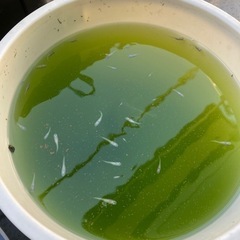 白メダカ　稚魚20匹ほどの画像