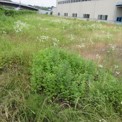 草刈・伐採等のご用命はございませんか？