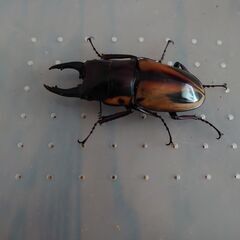 ファブリースノコギリクワガタ　オス成虫の画像