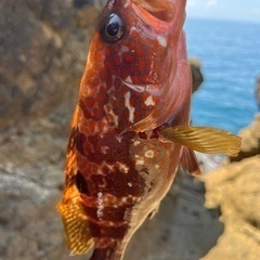 7/29 福井の磯釣り - 名古屋市