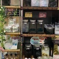 🐟.*｡ ﾟ【城めだか】本日のラインナップ🐟.*