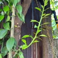 アゲハチョウの卵&幼虫の画像
