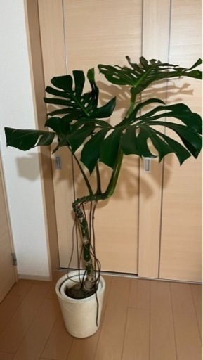 [大]幹立ちモンステラ デリシオーサ　８号　幹上がり