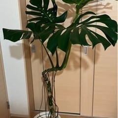 ［現品］法人　23番　八丈島産　モンステラ　デリシオーサ　幹上がり　8号 現品］20-7 モンステラ デリシオーサ 幹上がり 7号 八丈島産