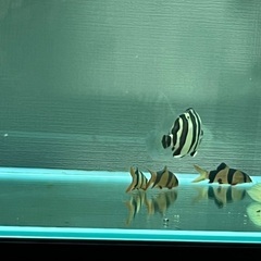 熱帯魚クラウンローチなどの画像