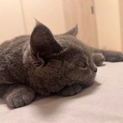 ブリティッシュショートヘア