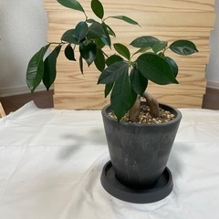 ガジュマル　観葉植物　インテリア
