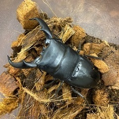 アマミヒラタクワガタ♂1♀2トリオ値下げ