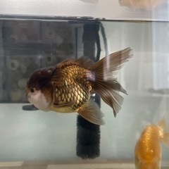 金魚　オランダ獅子頭の画像