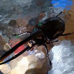 夏休みはココ❗カブトムシ、クワガタ展示販売してます❗