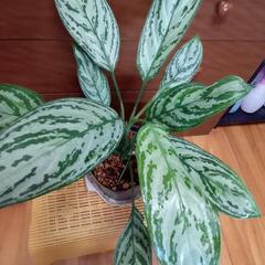 観葉植物Ｒ3
