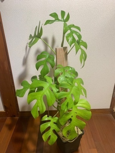 ヒメモンステラ