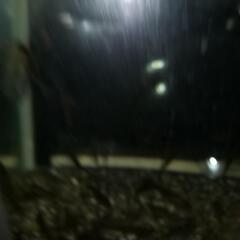 天然採取個体。ヨシノボリ、12匹セット。の画像