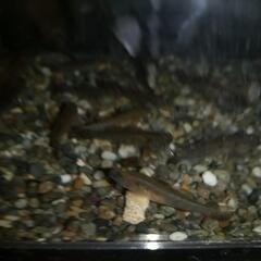 天然採取個体。ヨシノボリ、12匹セット。