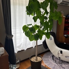 フィカス　観葉植物の画像