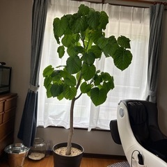 フィカス　観葉植物