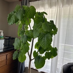 フィカス　観葉植物の画像