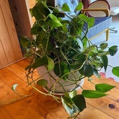 観葉植物　ポトス