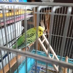 セキセイインコ(黄/緑)良いご縁に恵まれ里親さんが決まりました。...