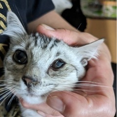 片目が傷ついているサバトラ