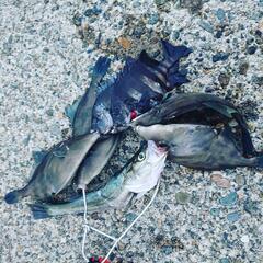 新潟の「海」で魚突き(スピアフィッシング) − 新潟県