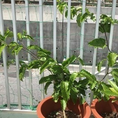 受け渡し完了。0円です。植物、プランターなどの画像