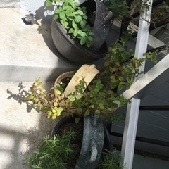 受け渡し完了。0円です。植物、プランターなどの画像