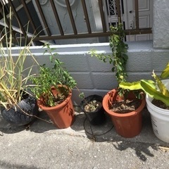 受け渡し完了。0円です。植物、プランターなどの画像