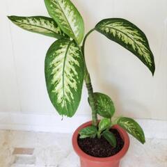 ディフェンバキア🌿観葉植物