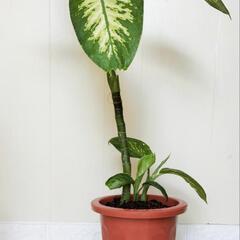 ディフェンバキア🌿観葉植物の画像