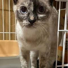 蓮田市関山　猫を探しています