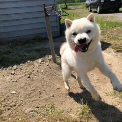 真白なまだ1歳なりたての北海道犬オス　小柄です。